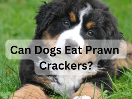 Can Dogs Eat Prawn Crackers