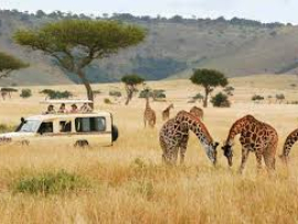 Safari Kenya holiday experience