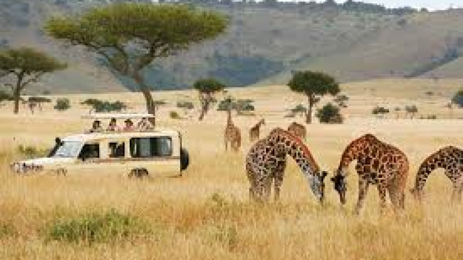 Safari Kenya holiday experience
