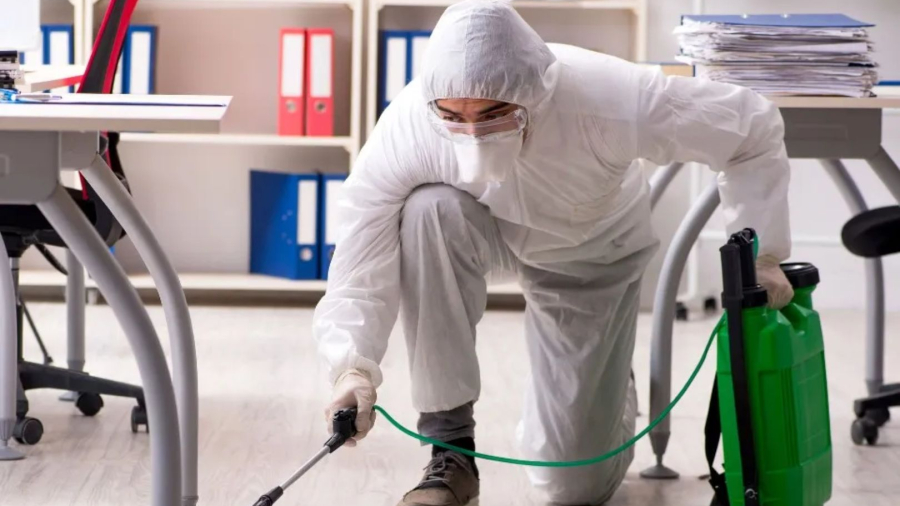 Why Should You Hire a Professional for Pest Control Services