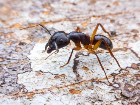 Ant Exterminator Toronto