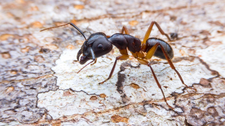 Ant Exterminator Toronto