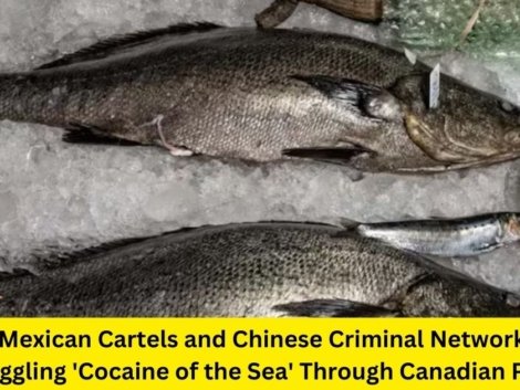 How Mexican Cartels and Chinese Criminal Networks are Smuggling 'Cocaine of the Sea' Through Canadian Ports