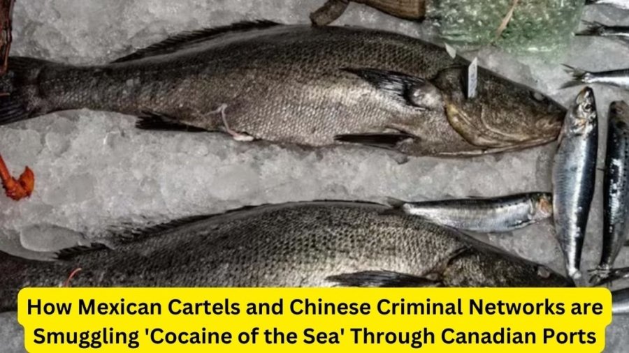 How Mexican Cartels and Chinese Criminal Networks are Smuggling 'Cocaine of the Sea' Through Canadian Ports